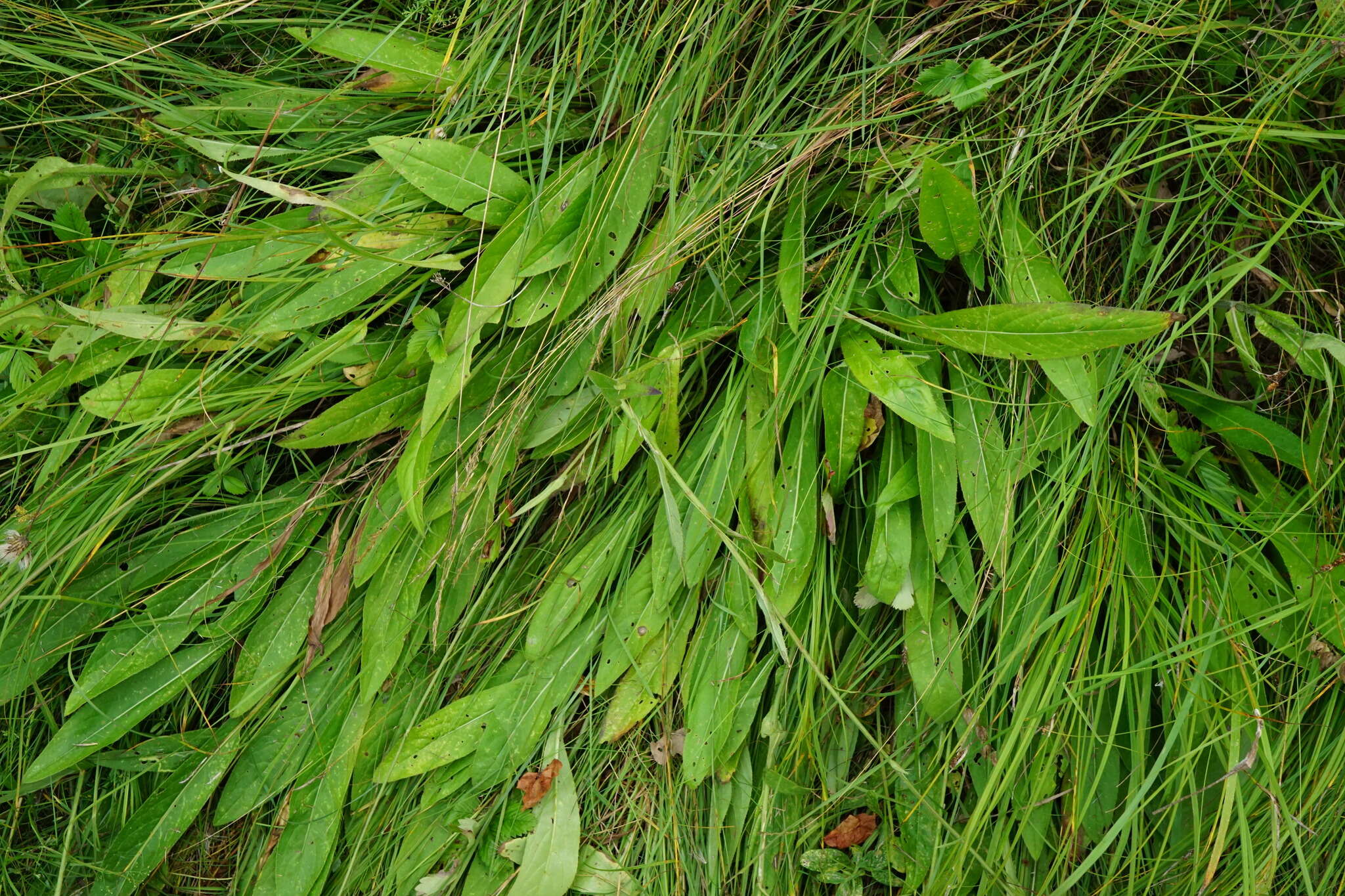 Image of Cirsium pannonicum (L. fil.) Link