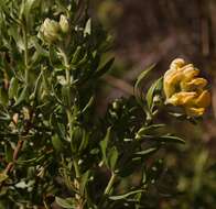 Image of Aspalathus rugosa Thunb.