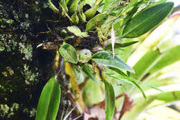 Image de Laelia anceps Lindl.