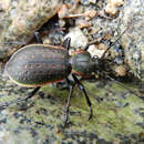 Carabus (Diocarabus) aurocinctus Motschulsky 1844 resmi