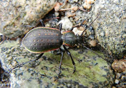 Image of Carabus (Diocarabus) aurocinctus Motschulsky 1844