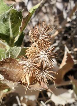 Image of hollyleaf bur ragweed