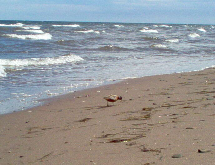 Image of Grey (Red) Phalarope