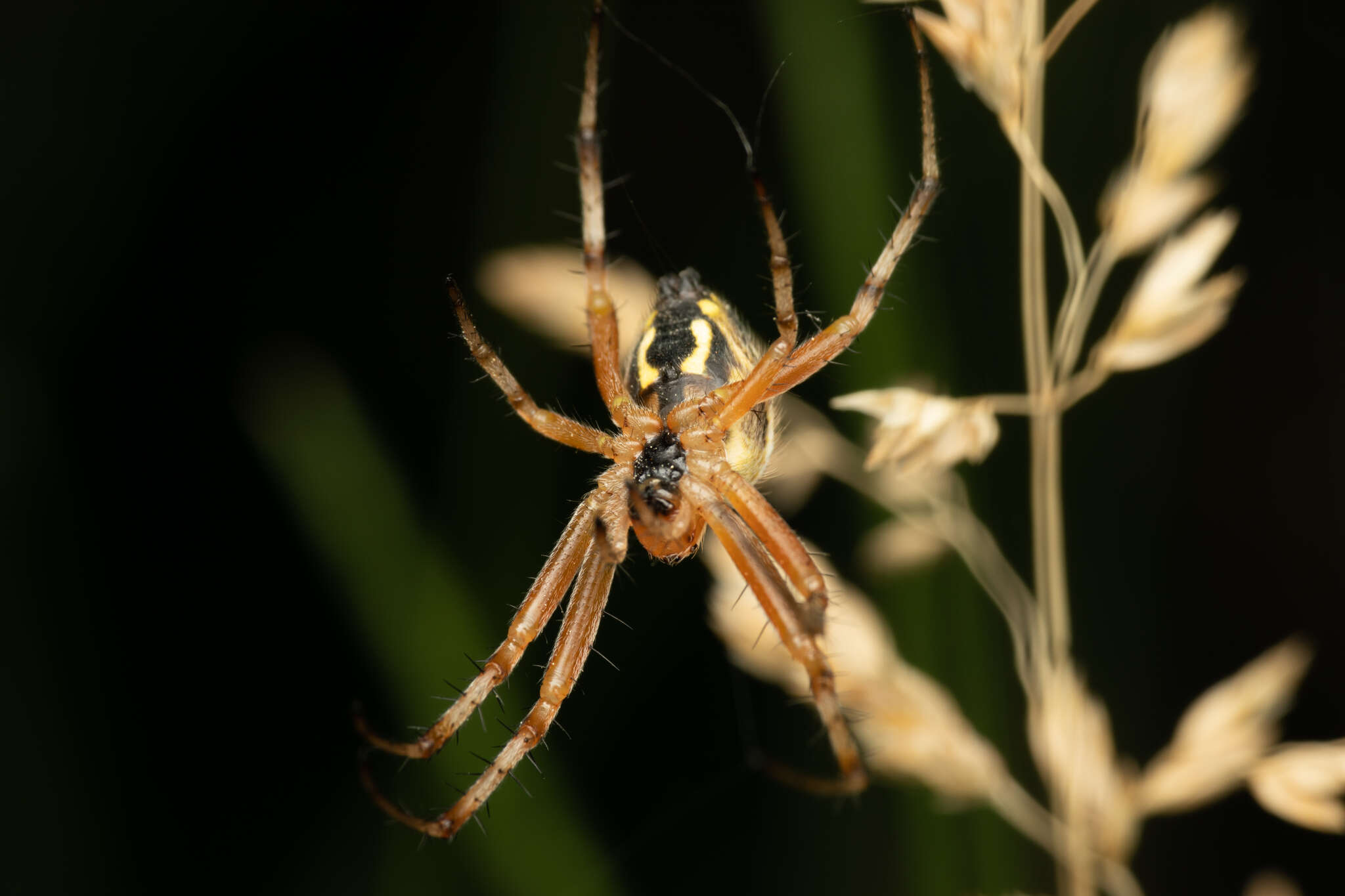 Image of Neoscona adianta (Walckenaer 1802)