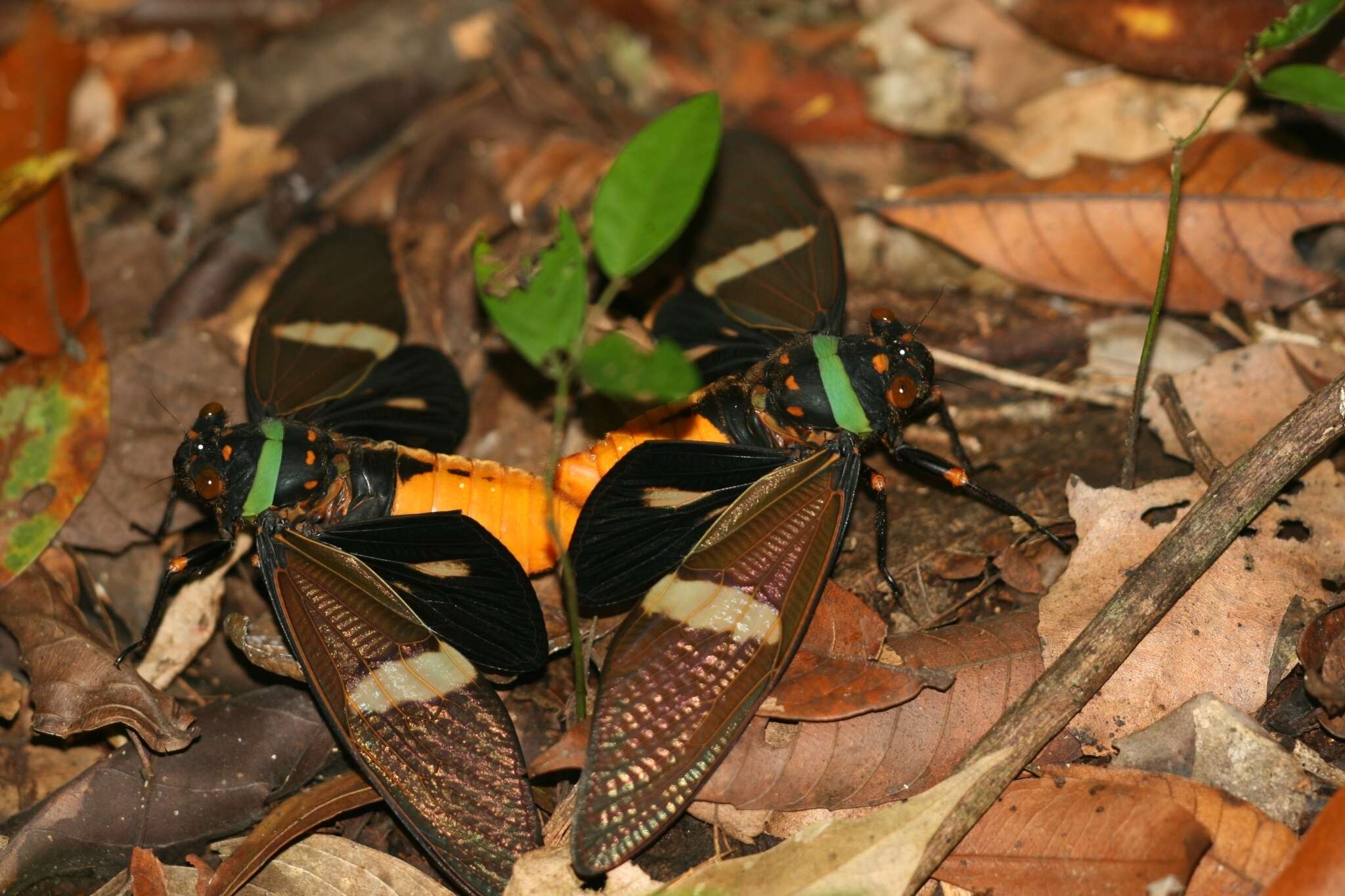 Image of Tosena fasciata (Fabricius 1787)