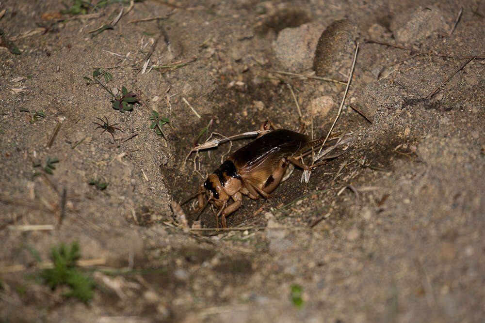 Image of Brachytrupes membranaceus (Drury 1770)