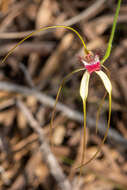 Image of Giant spider orchid