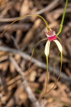 Image of Giant spider orchid