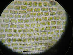 Image of schistidium moss