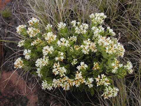 Image of Crassula sarcocaulis subsp. sarcocaulis