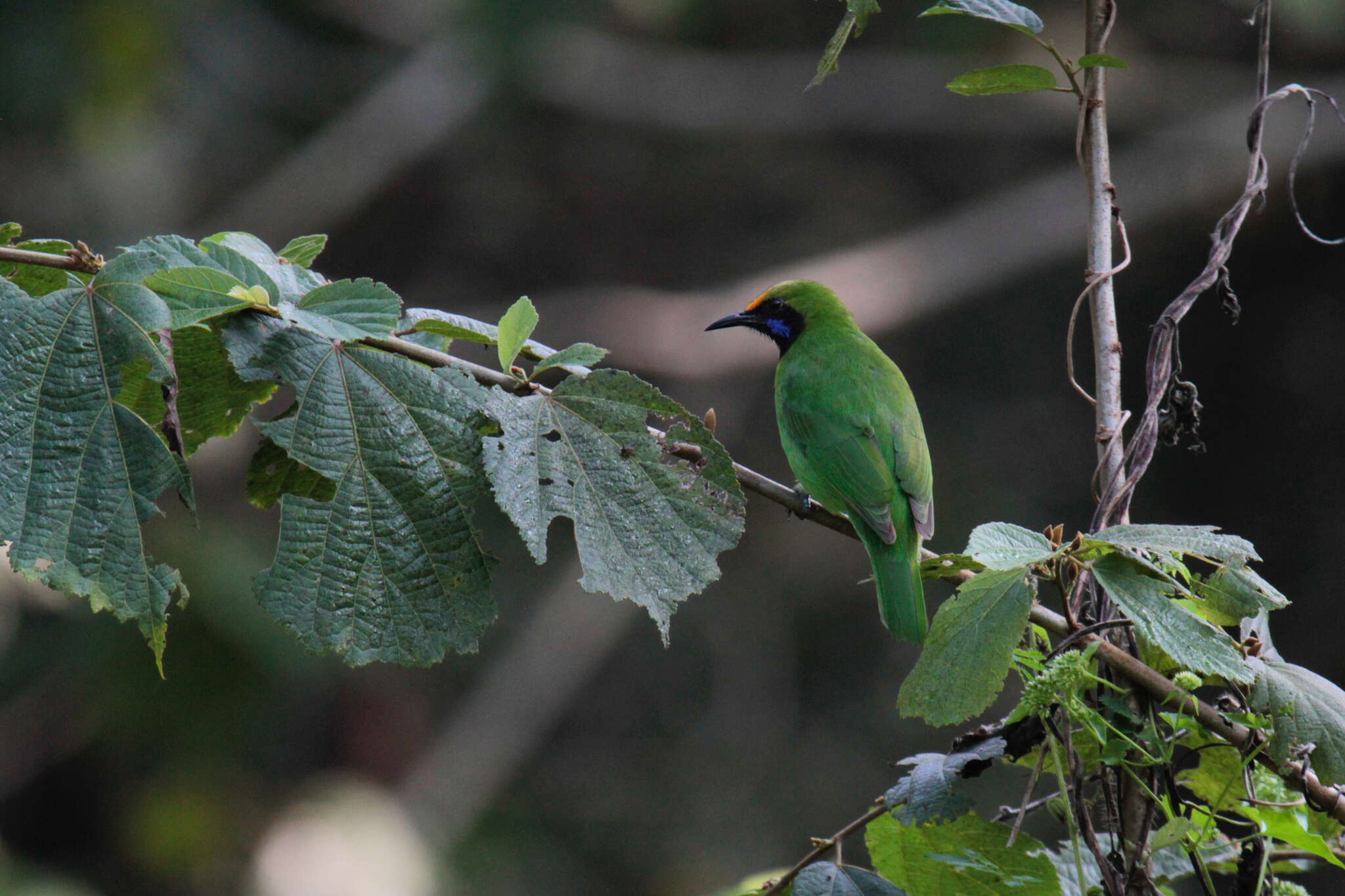 Слика од Chloropsis aurifrons (Temminck 1829)