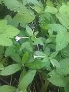 Image of pale willowherb