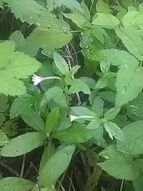 Image of pale willowherb