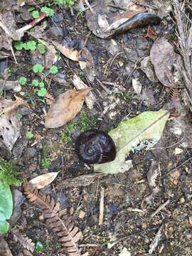 Image of Powelliphanta annectens (Powell 1936)