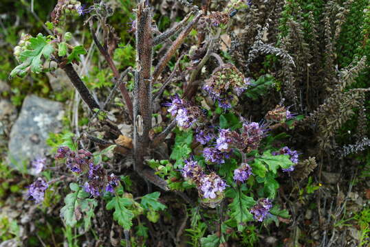 Image of Phacelia pinnatifida Griseb. ex Wedd.