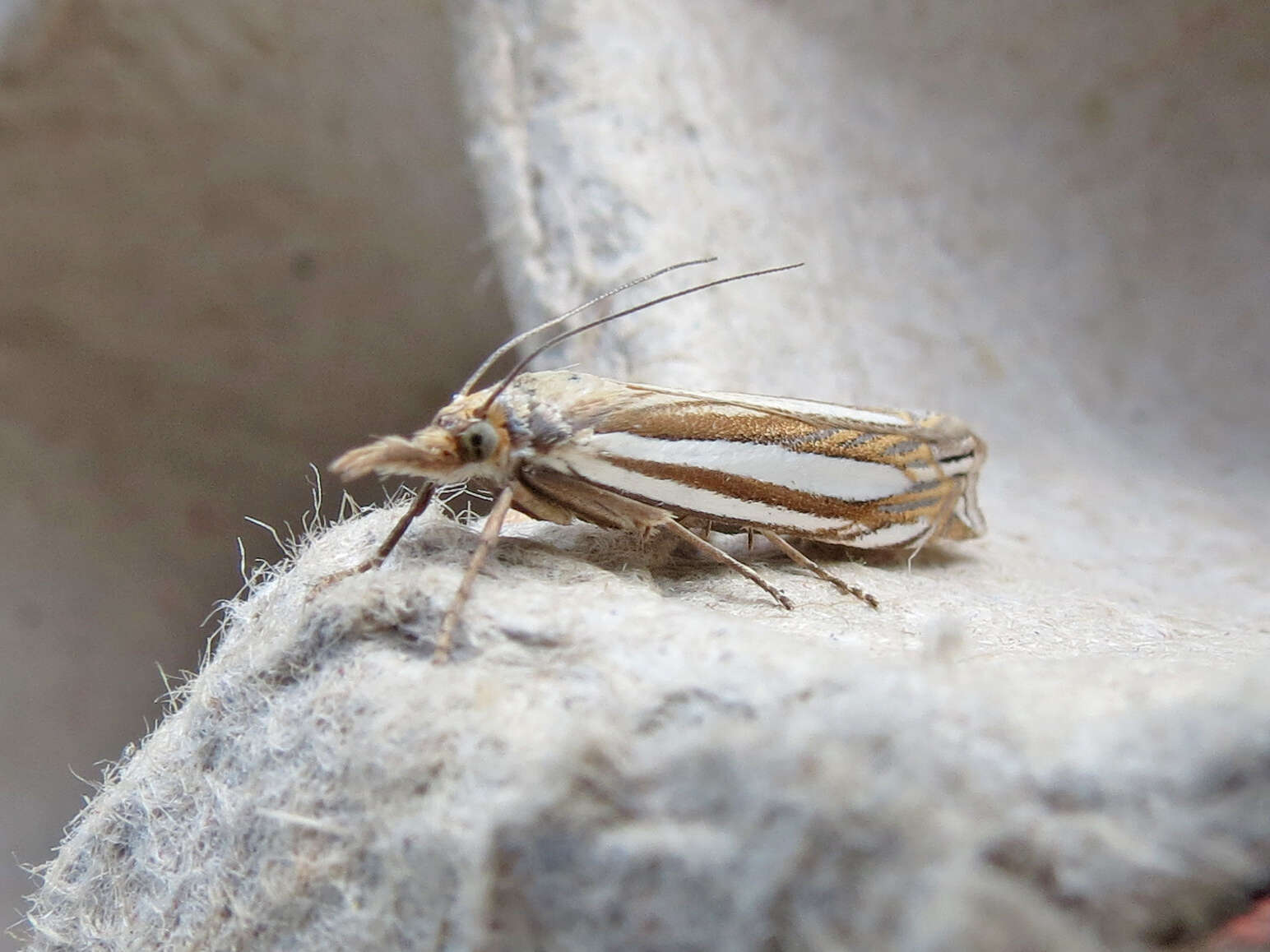 Image of Eastern Grass-veneer