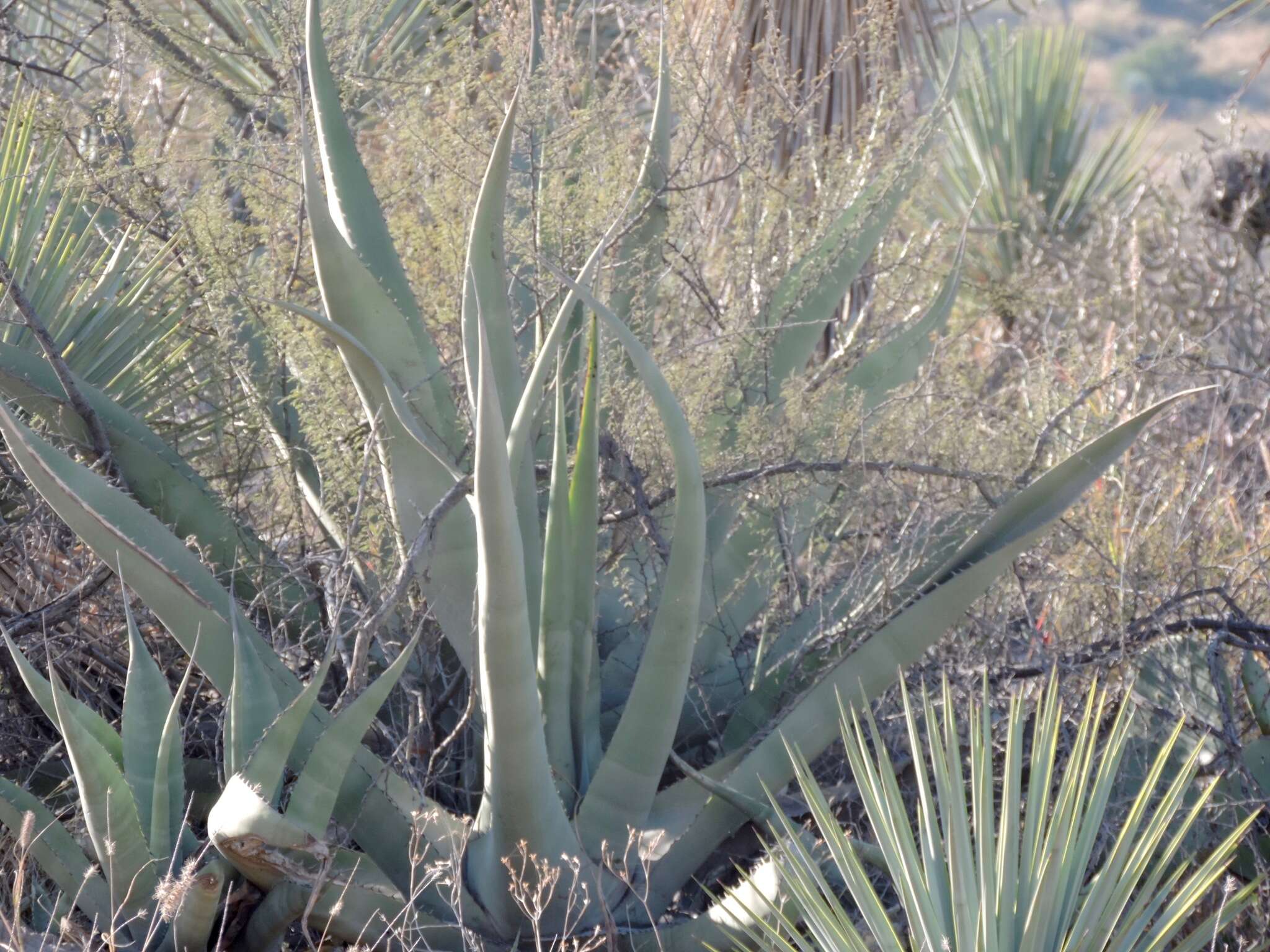 Image of rough century plant