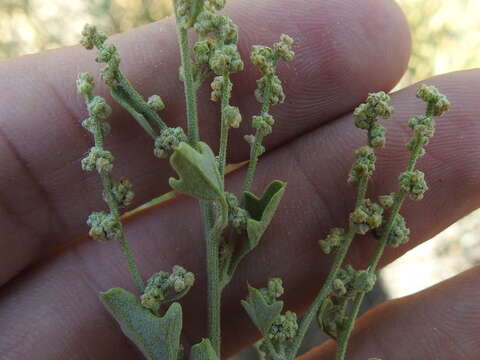 Chenopodium incanum (S Wats.) Heller的圖片