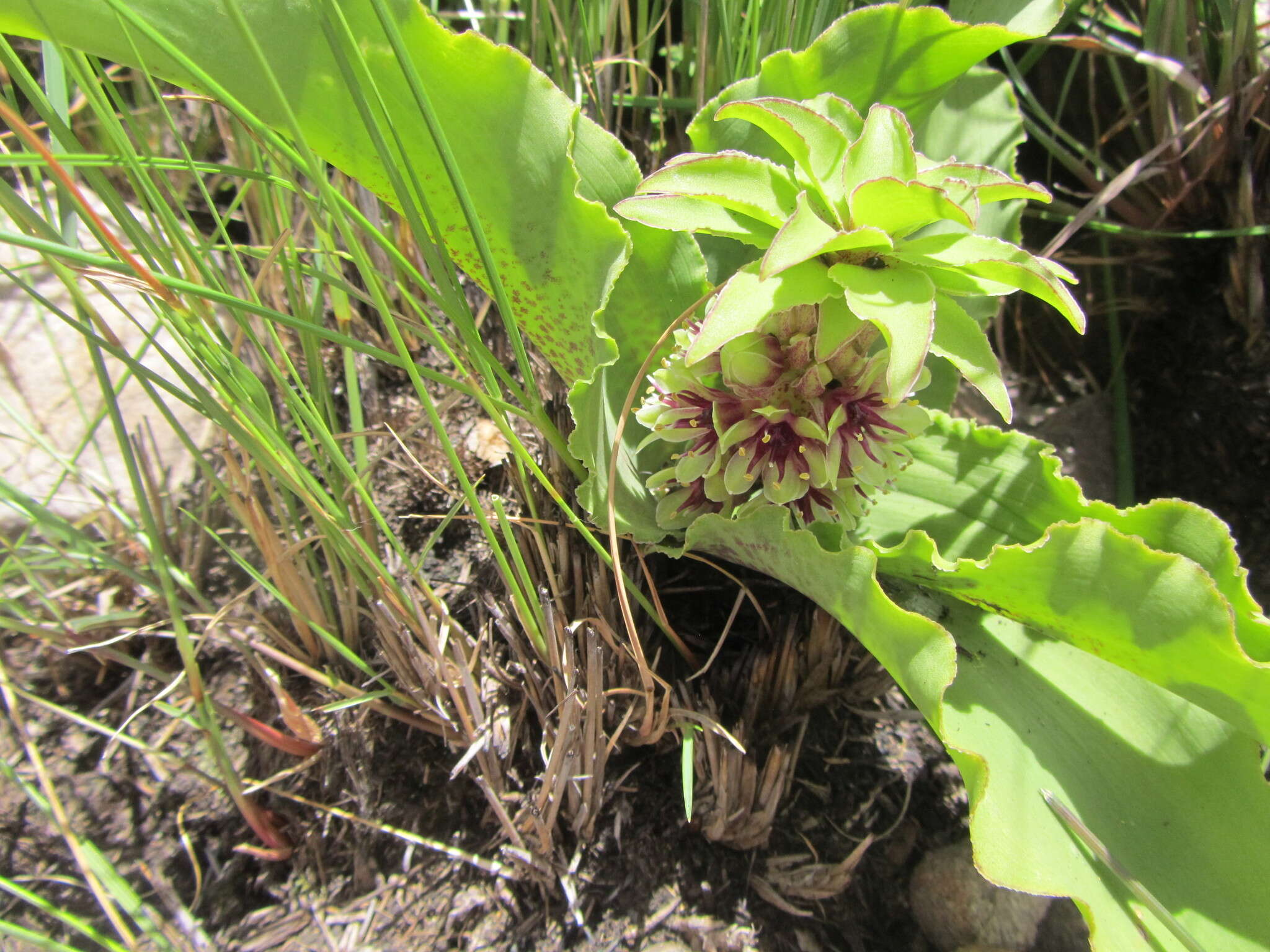 Imagem de Eucomis montana Compton