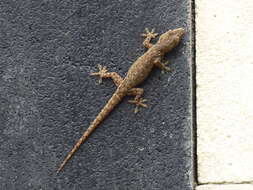 Image of Common House Gecko