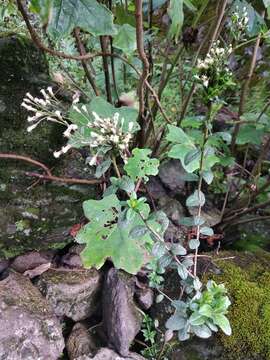 Plancia ëd Baccharis multiflora Kunth