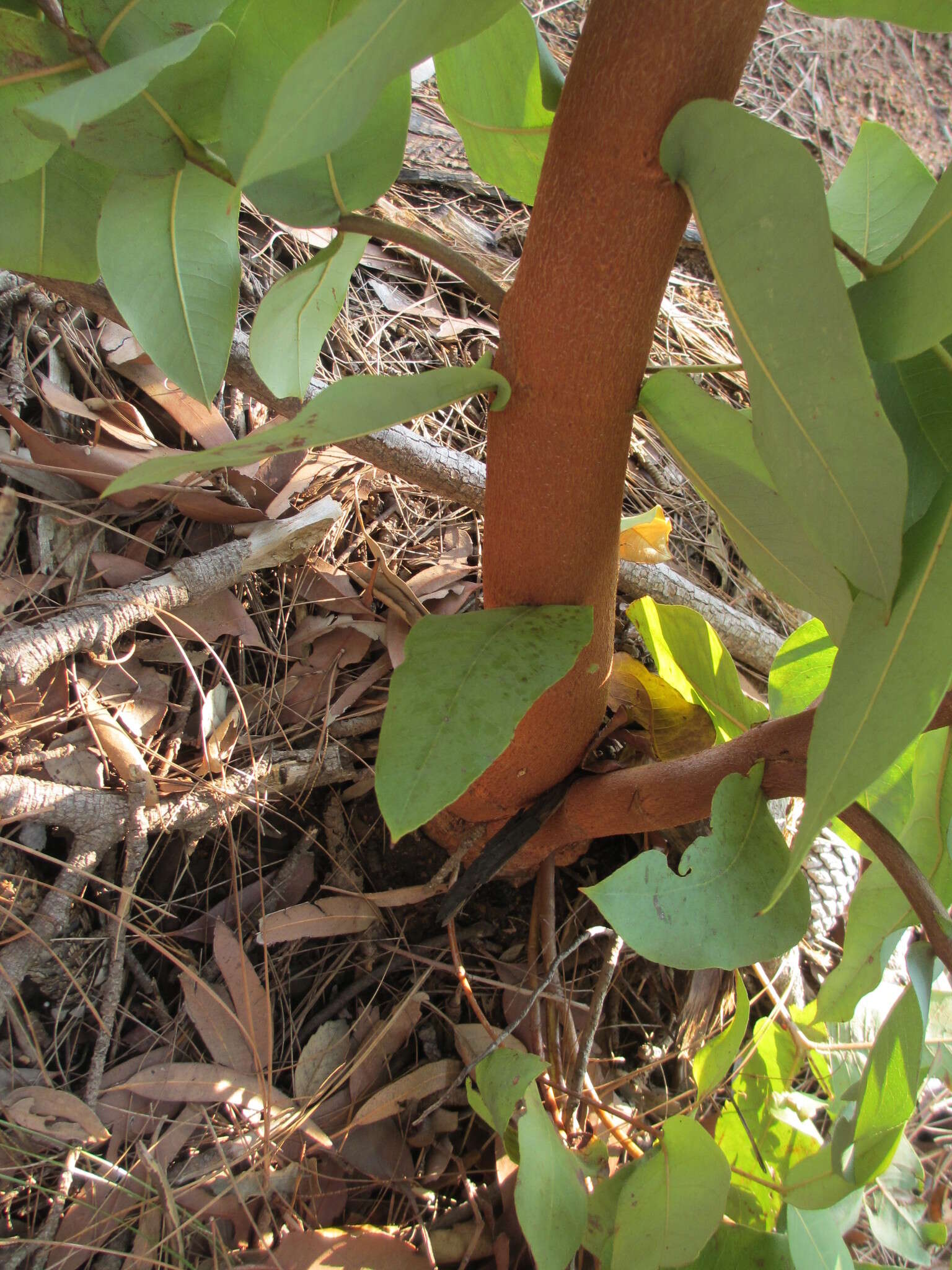 Image of blackbutt