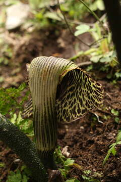 Image of Arisaema griffithii Schott