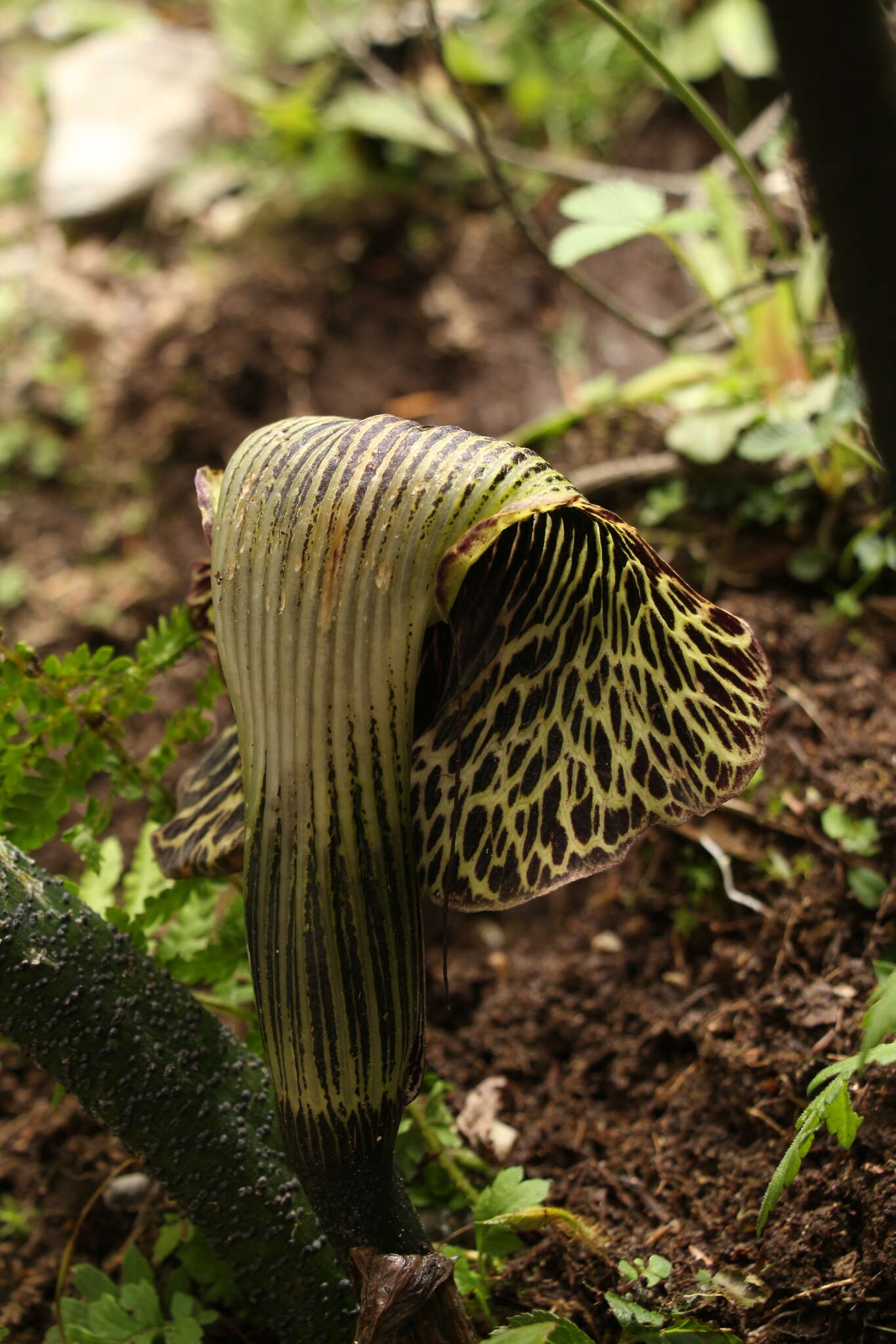 Image of Arisaema griffithii Schott