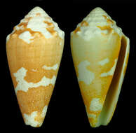 Imagem de Conus aurantius Hwass ex Bruguière 1792