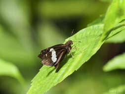 Image of Notocrypta feisthamelii alysos Moore 1865