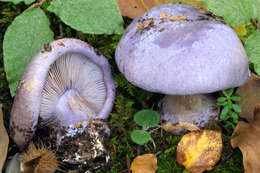 Image of Cortinarius sodagnitus Rob. Henry 1935