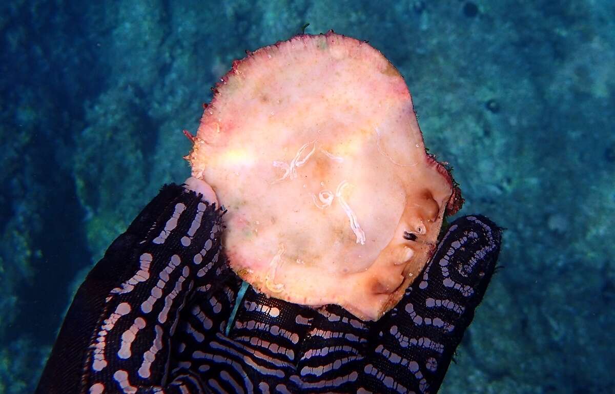 Image of Spinous Scallop