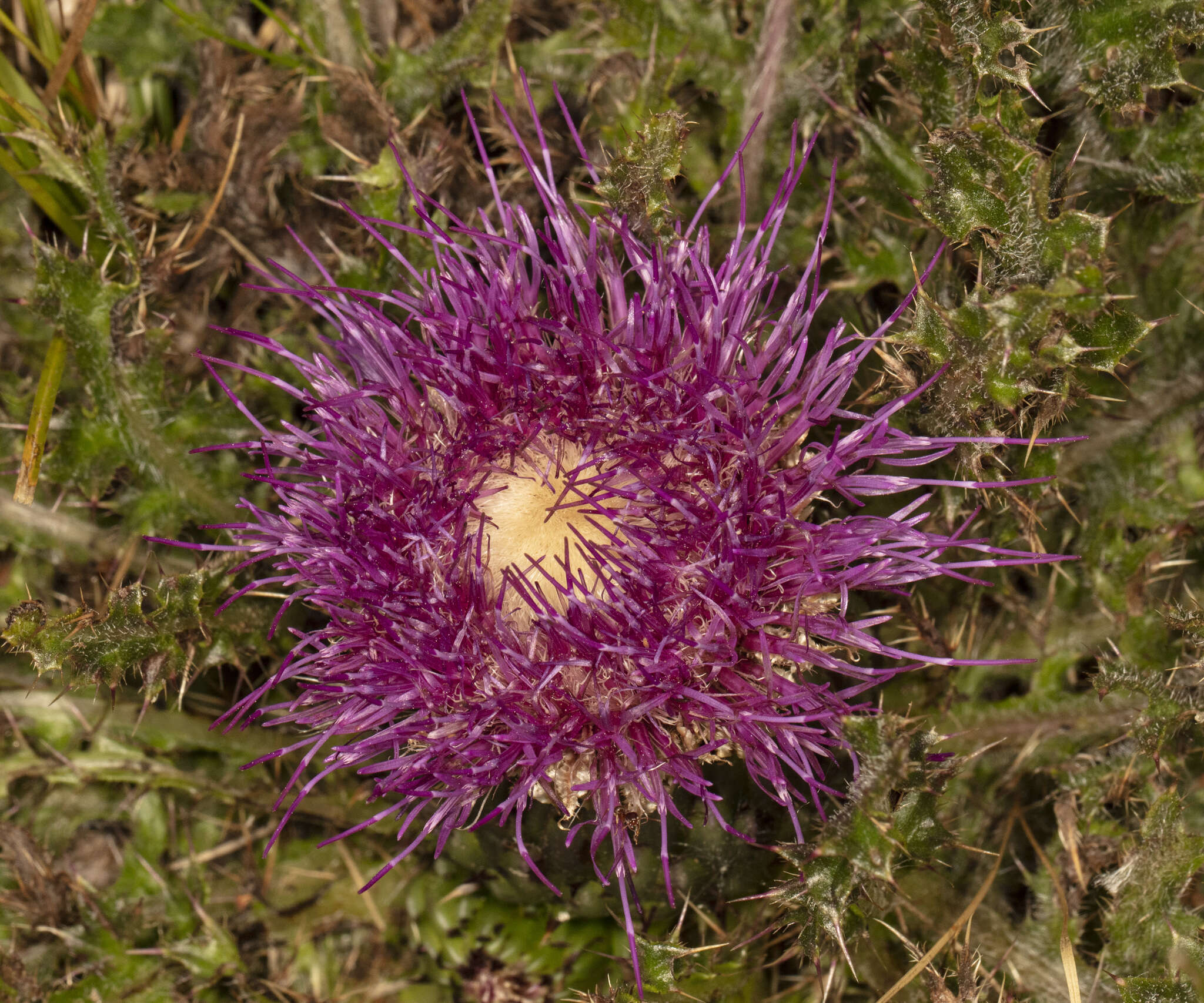 Plancia ëd Cirsium drummondii Torr. & A. Gray