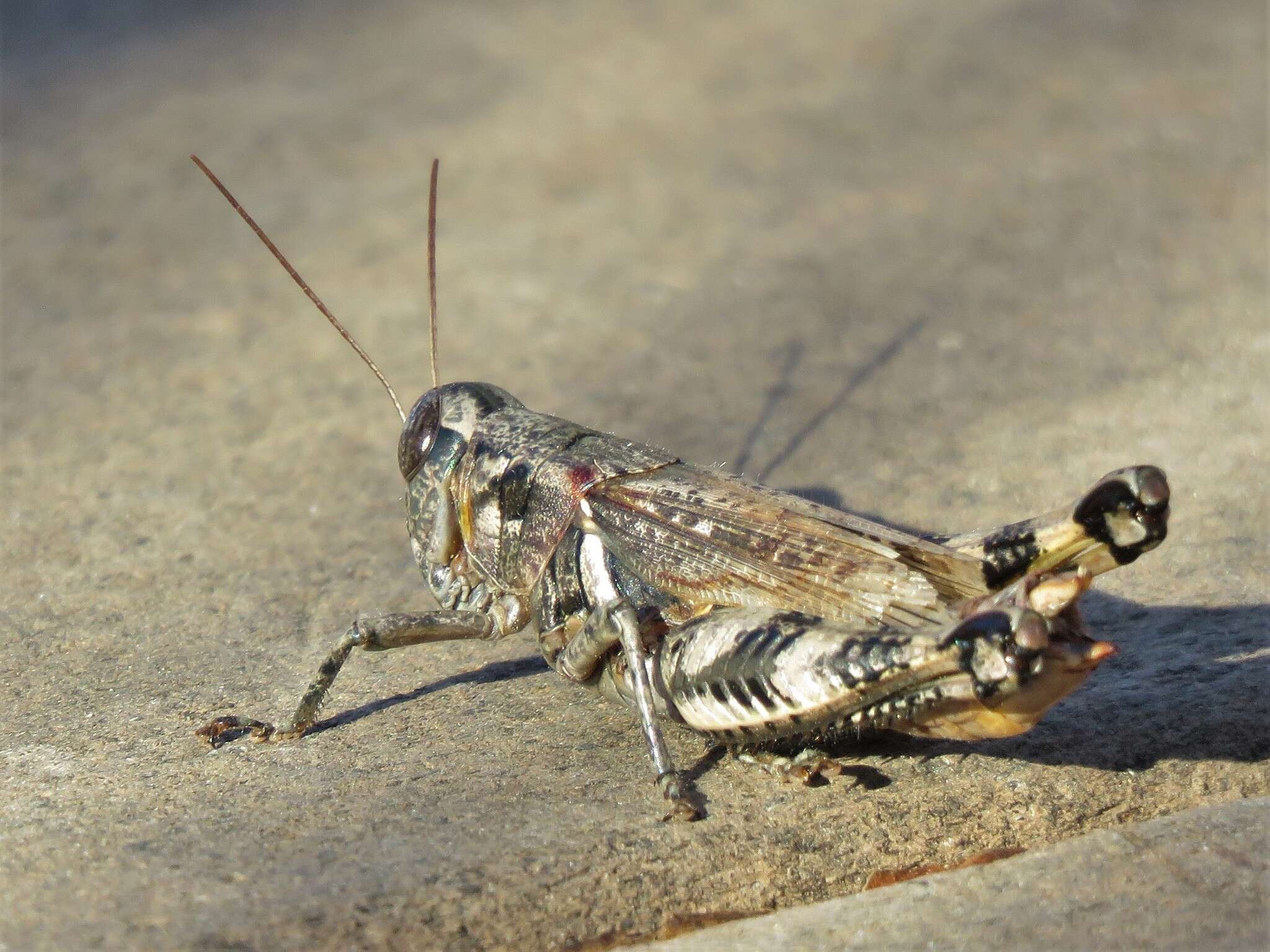 Melanoplus ponderosus (Scudder & S. H. 1875)的圖片