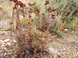 Image of Crassula latibracteata Tölken