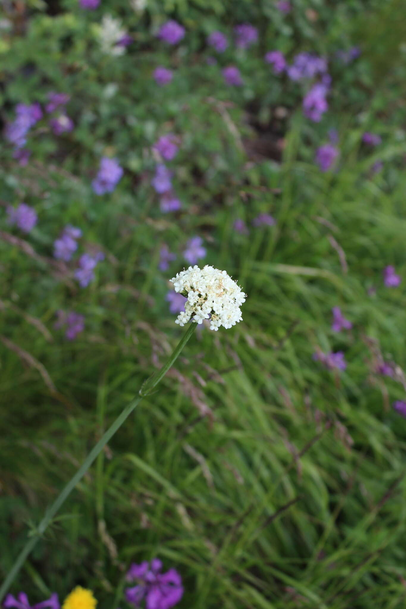 Image of Valeriana cardamines Bieb.