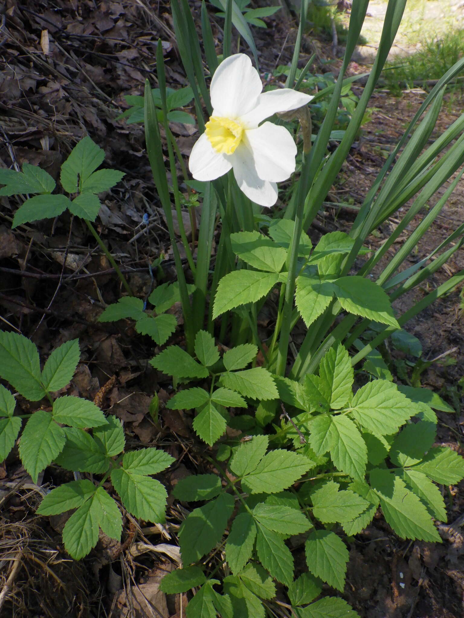 Narcissus incomparabilis Mill. resmi