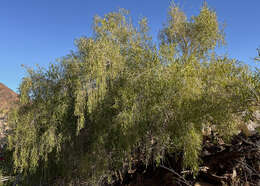 Image of Gymnosporia linearis subsp. lanceolata (E. Mey. ex Sond.) Jordaan