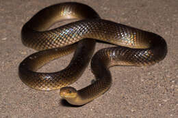 Image of Paraphimophis rusticus (Cope 1878)