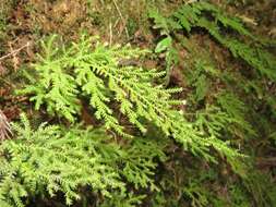 Image of Selaginella labordei Hieron. ex Christ