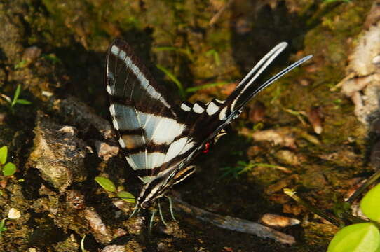 Image de Protographium epidaus (Doubleday 1846)