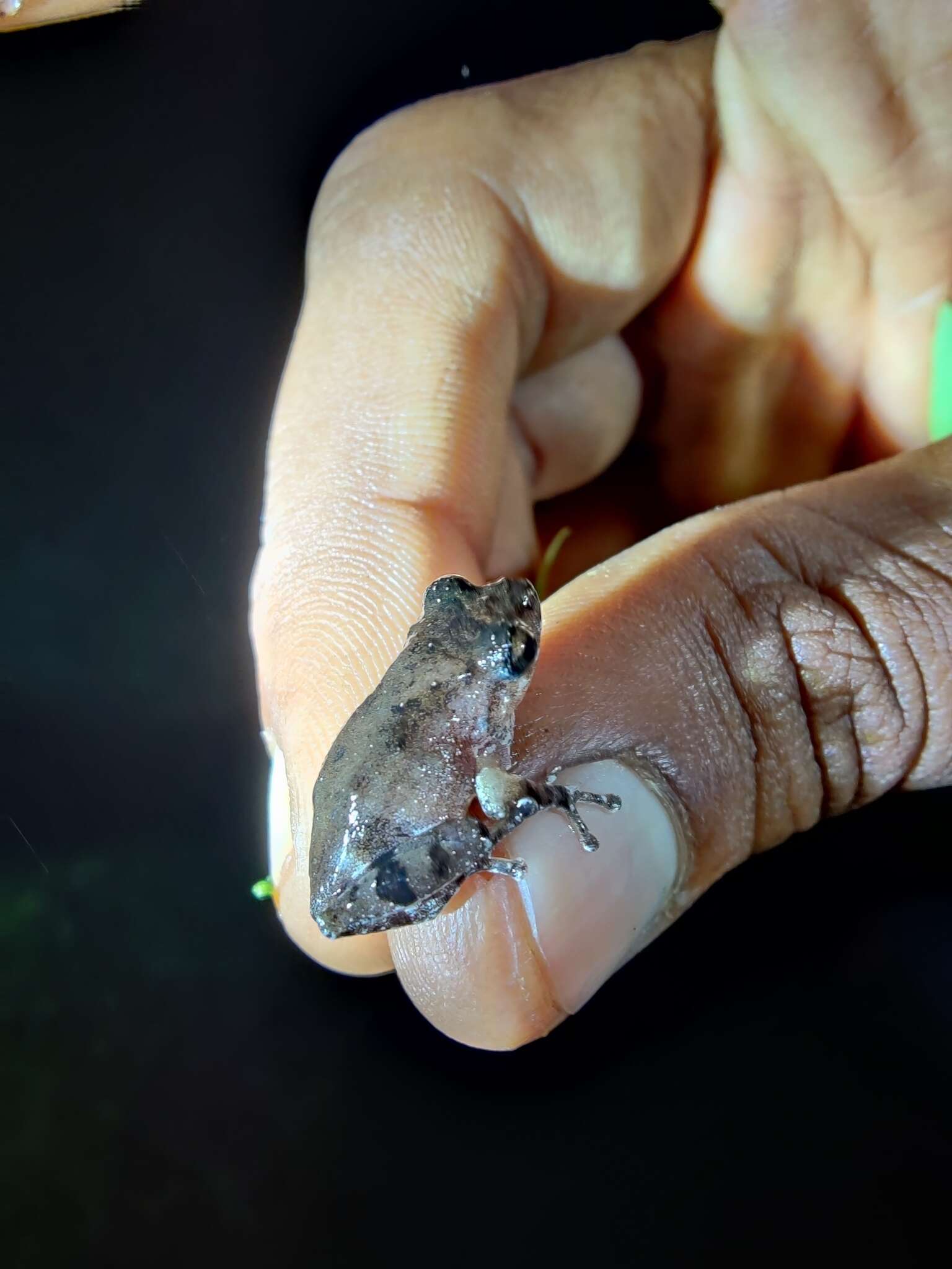 Image of Kudremukh bush frog