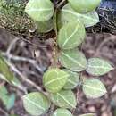 Image of Watermelon dischidia