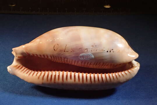 Image of measled cowrie