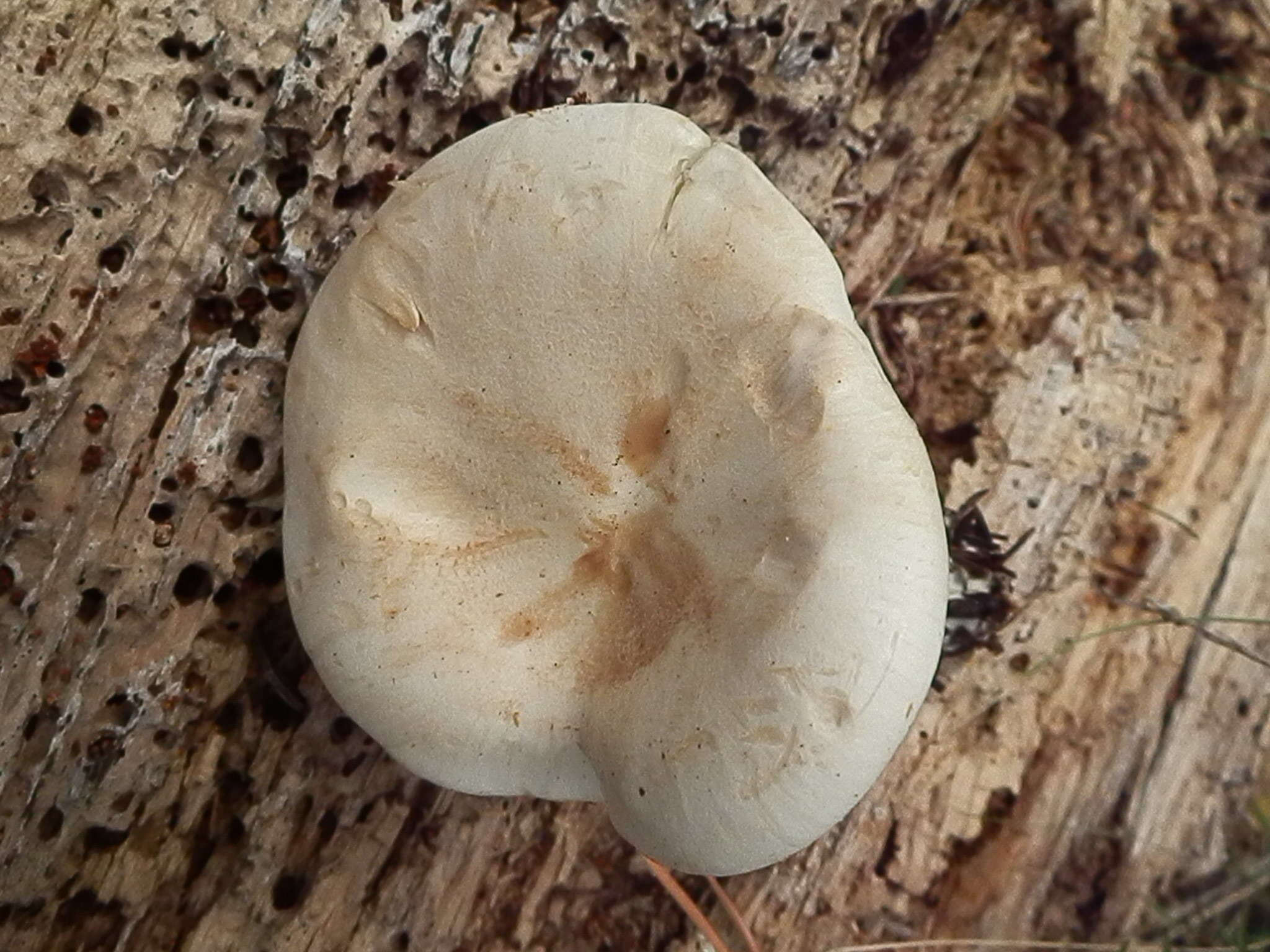 Image of Aspropaxillus