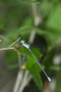 Image of Rainpool Spreadwing