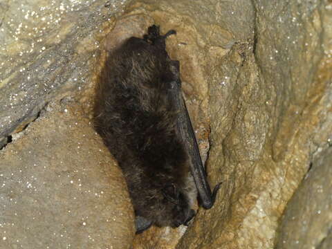 Image of Brandt's Bat