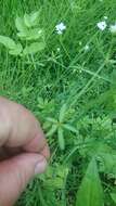 Image of Common Marsh-bedstraw