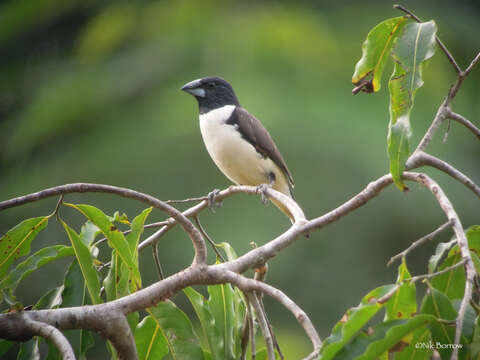 Image of Magpie Mannikin