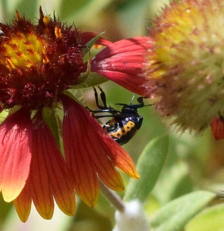 Image of Anchor Stink Bug